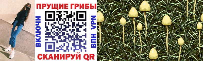 купить  цена  Ярцево  Псилоцибиновые грибы Psilocybine cubensis 